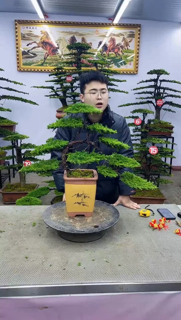 【闪购商品】八斗松/松类活物造型盆景，以直播间截图为啊啊啊啊