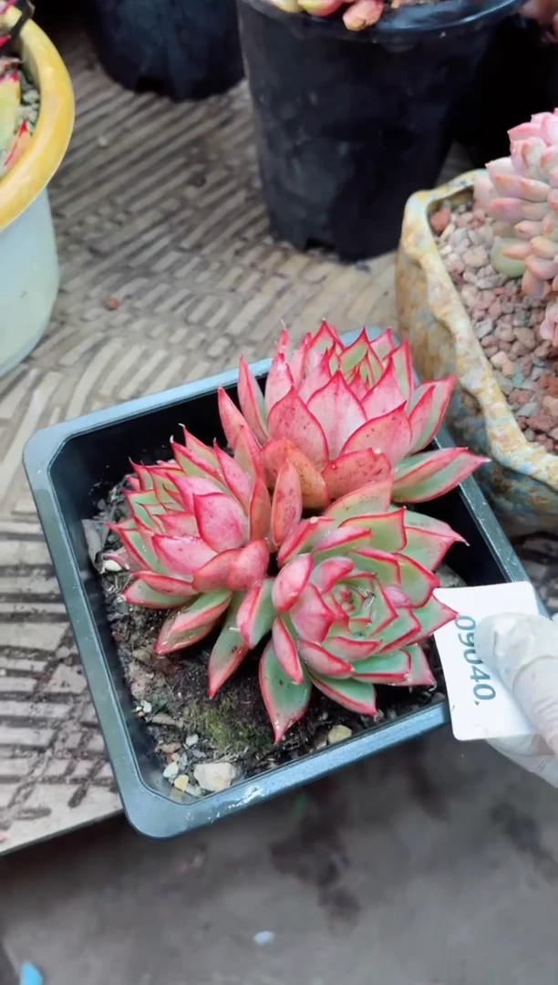 【闪购商品】09040