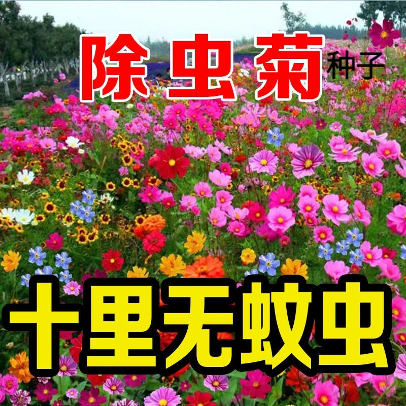 60种野花组合四季开花太阳花驱蚊植物种子防虫花草驱虫菊植物户外