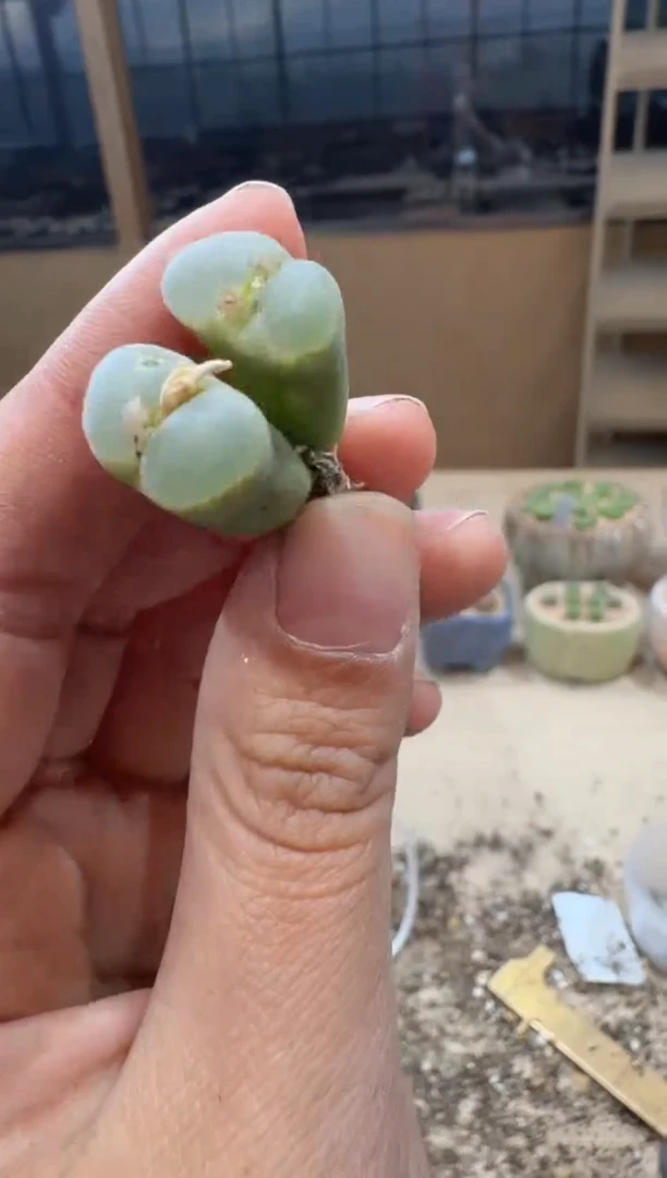 17-187多肉植物肉锥