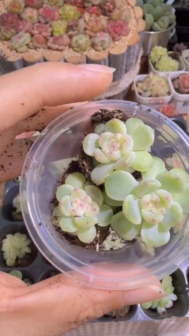 纸鸢单双混 3颗量拍混发 满9.9包邮