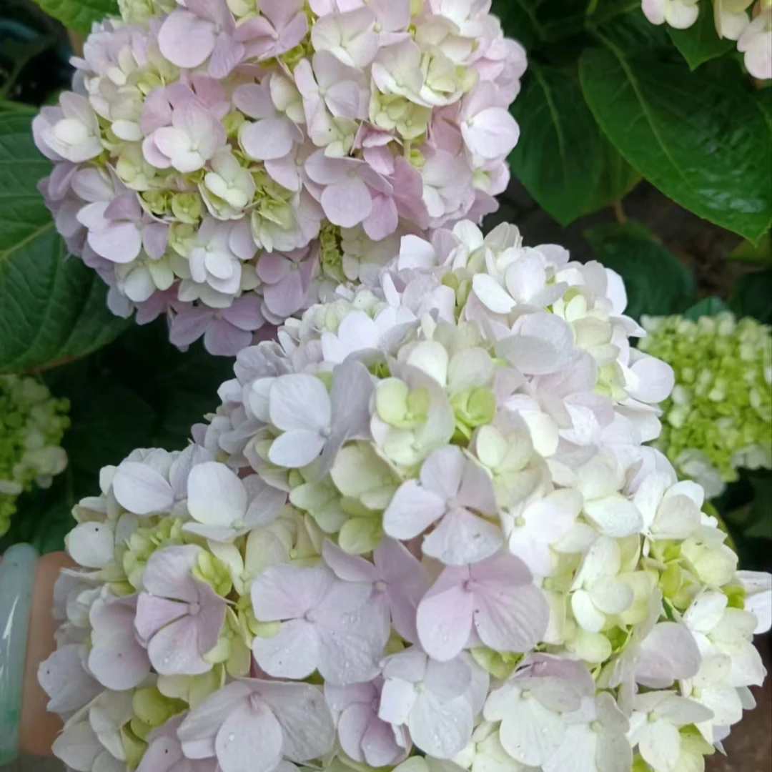 【巨无霸】绣球花盆栽庭院阳台新手易养护喜水植物