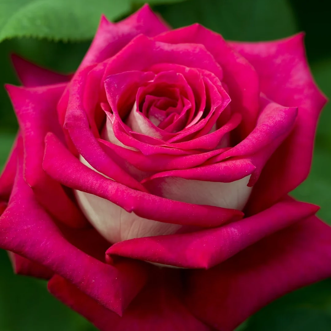 （贝鲁奇）五加仑根接月季风花勤花长势快复花快易养活带盆发货