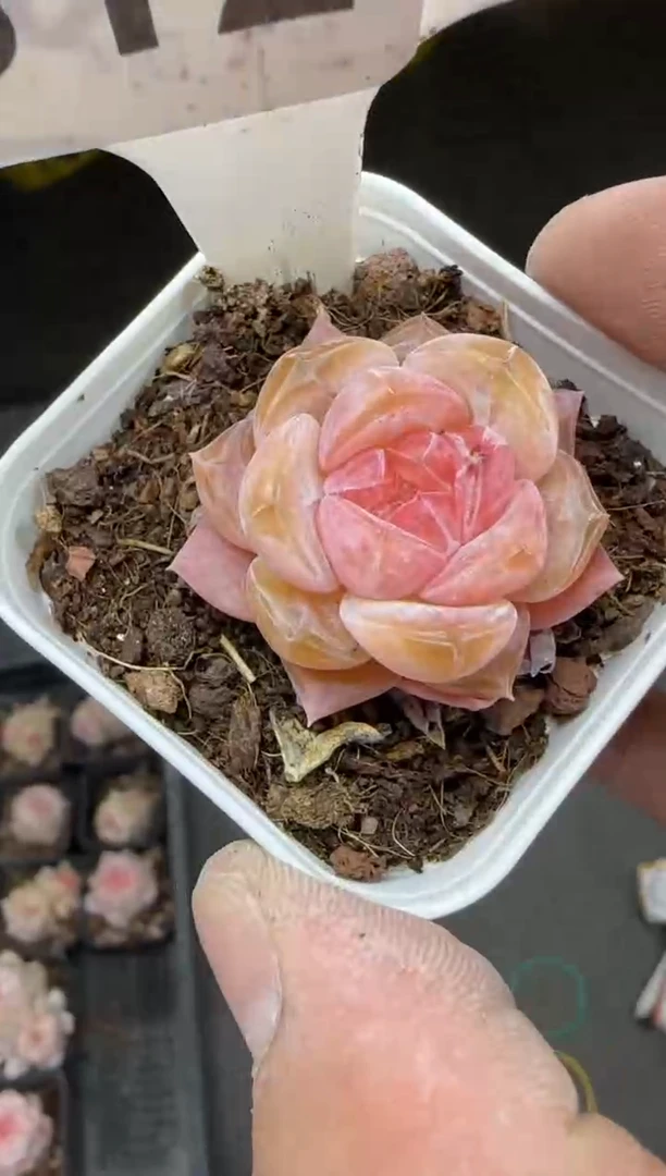 【闪购商品】一物一拍0214—312