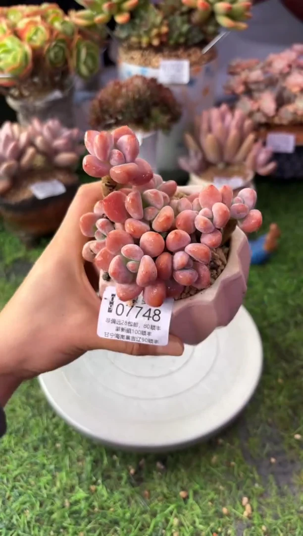 昆明印象多肉07748
