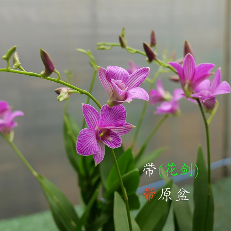 秋石斛兰[粉樱桃]带花苞盆栽室内室外好养基地发货