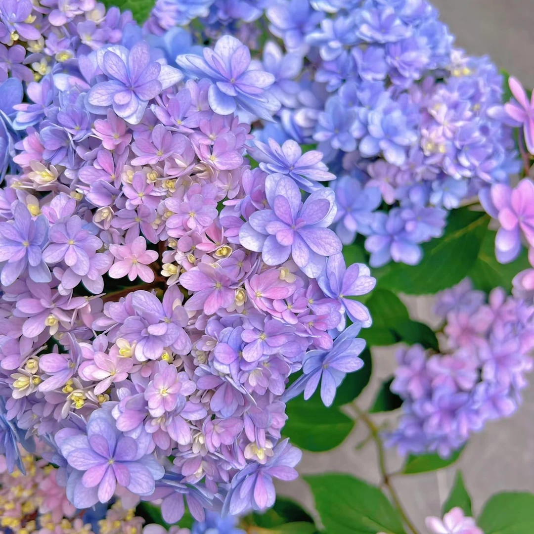 【基地直发】佳澄原土原盆最少3个花头带花苞重瓣绣球花盆栽易养