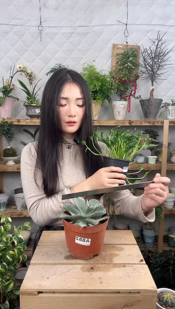 无花朵882甲蟹龙舌兰育苗盆