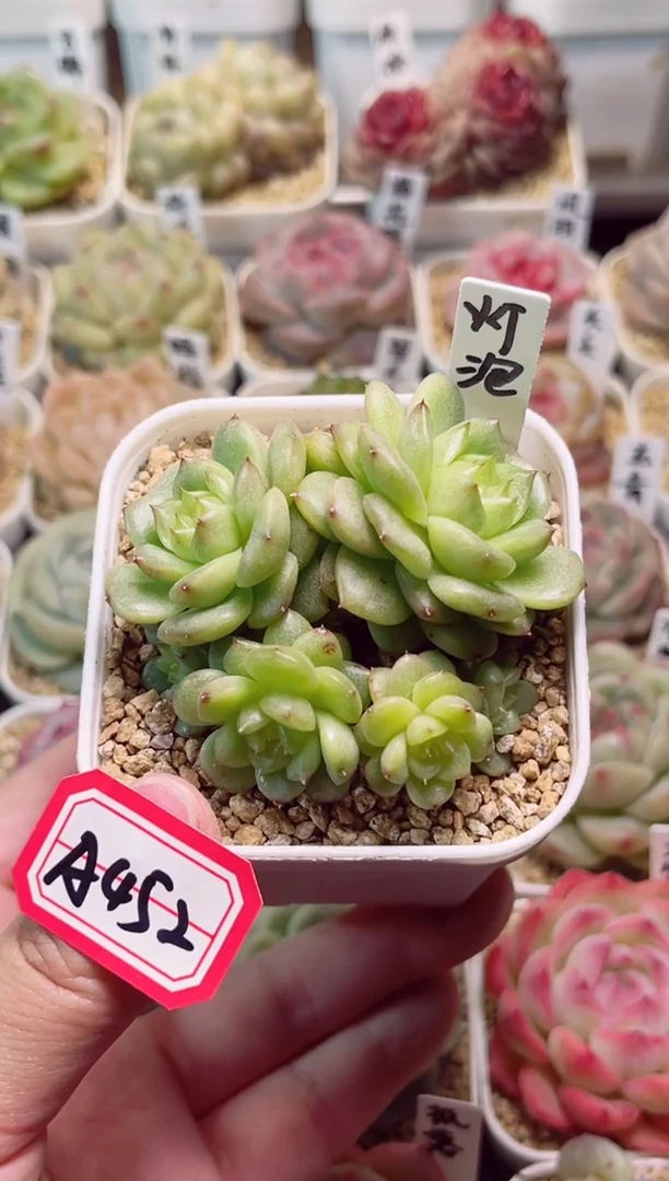 【闪购商品】A452灯泡一物一拍