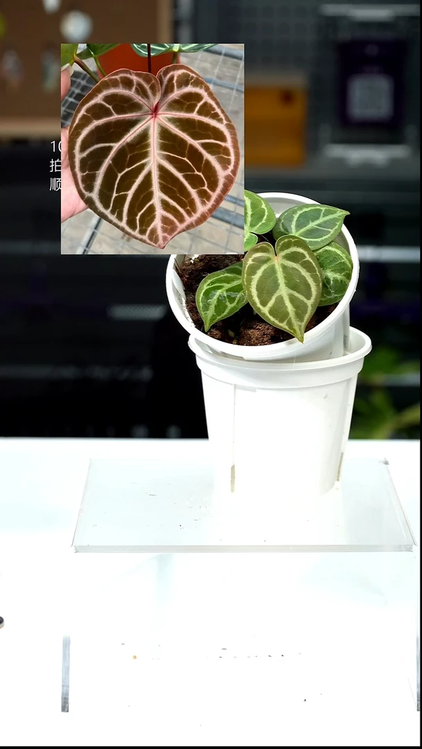 完全开放050-红MBR