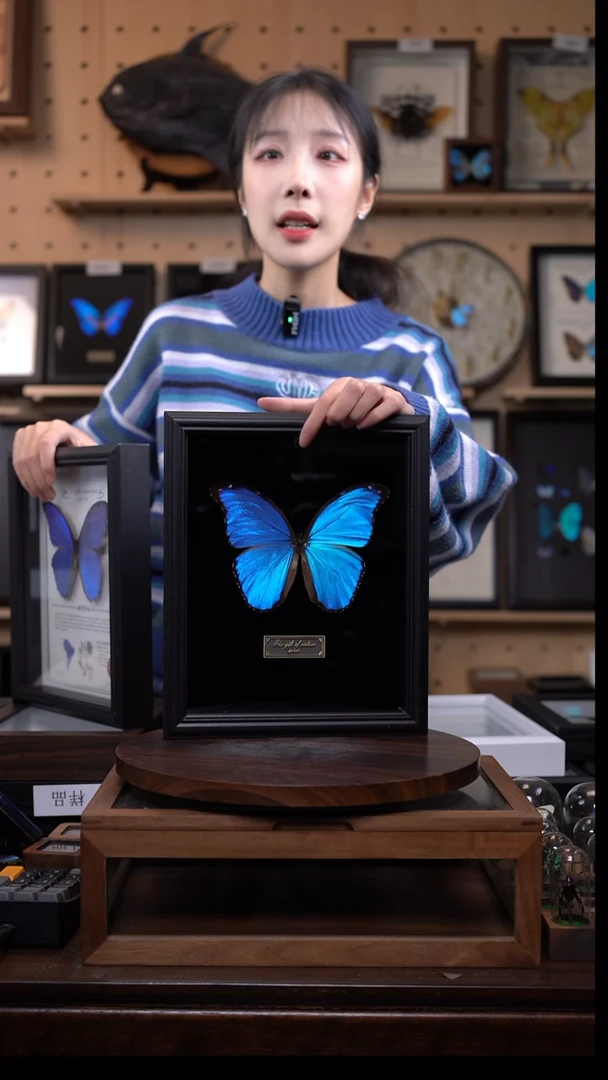 大蓝闪蝶黑绒底版10寸欧式框（带证书）