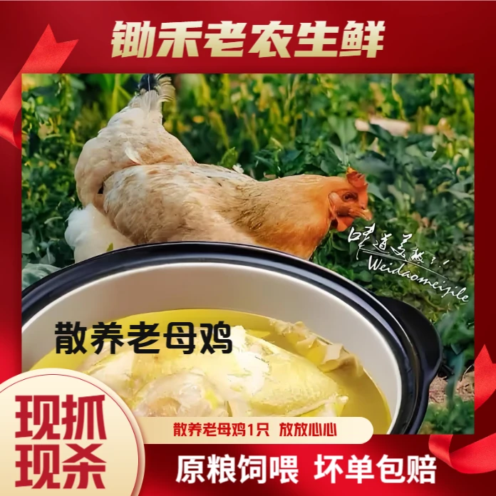 【老母鸡现杀】婆婆手工杀免手工费 2只毛重6斤 散养不冻明天到烧烤食材