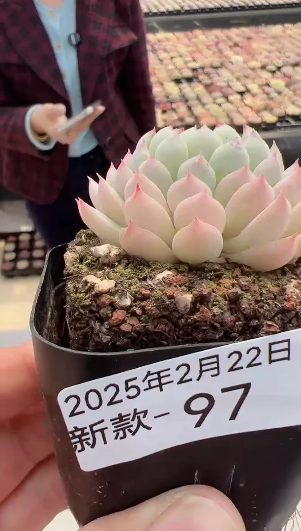 【闪购商品】新款多肉-97