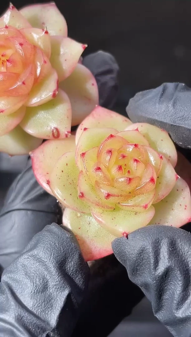 8-58心机2-3厘米量拍发一颗