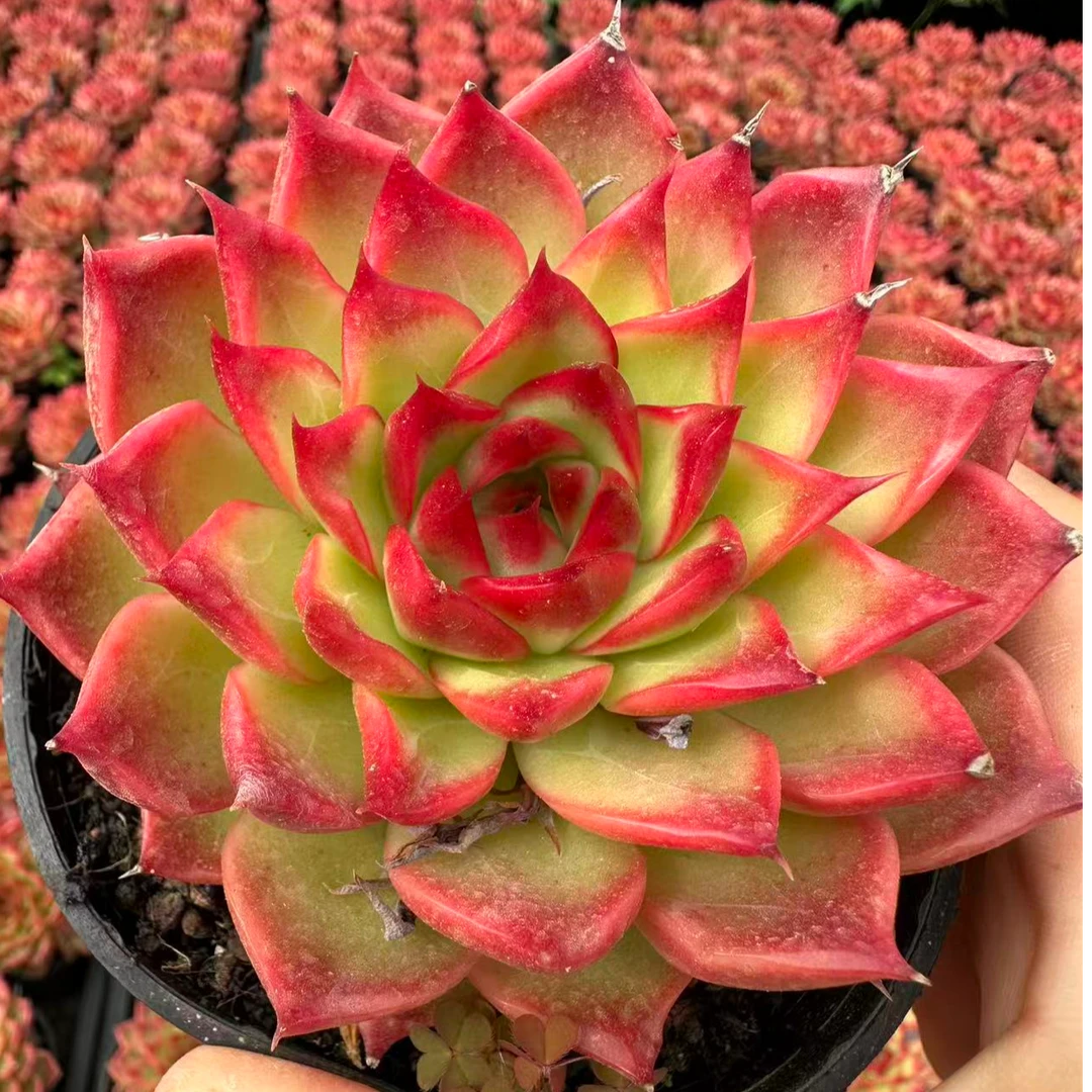 9#东云烧体验版多肉植物  前男友精品多肉