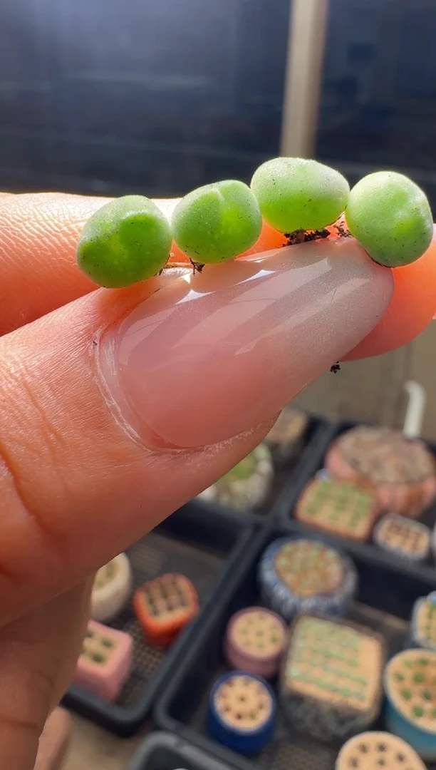 27-132多肉植物肉锥猫耳空蝉一颗