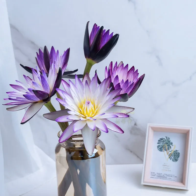 10支黑美人睡莲鲜花水培广州基地直发好养护室内水培花卉