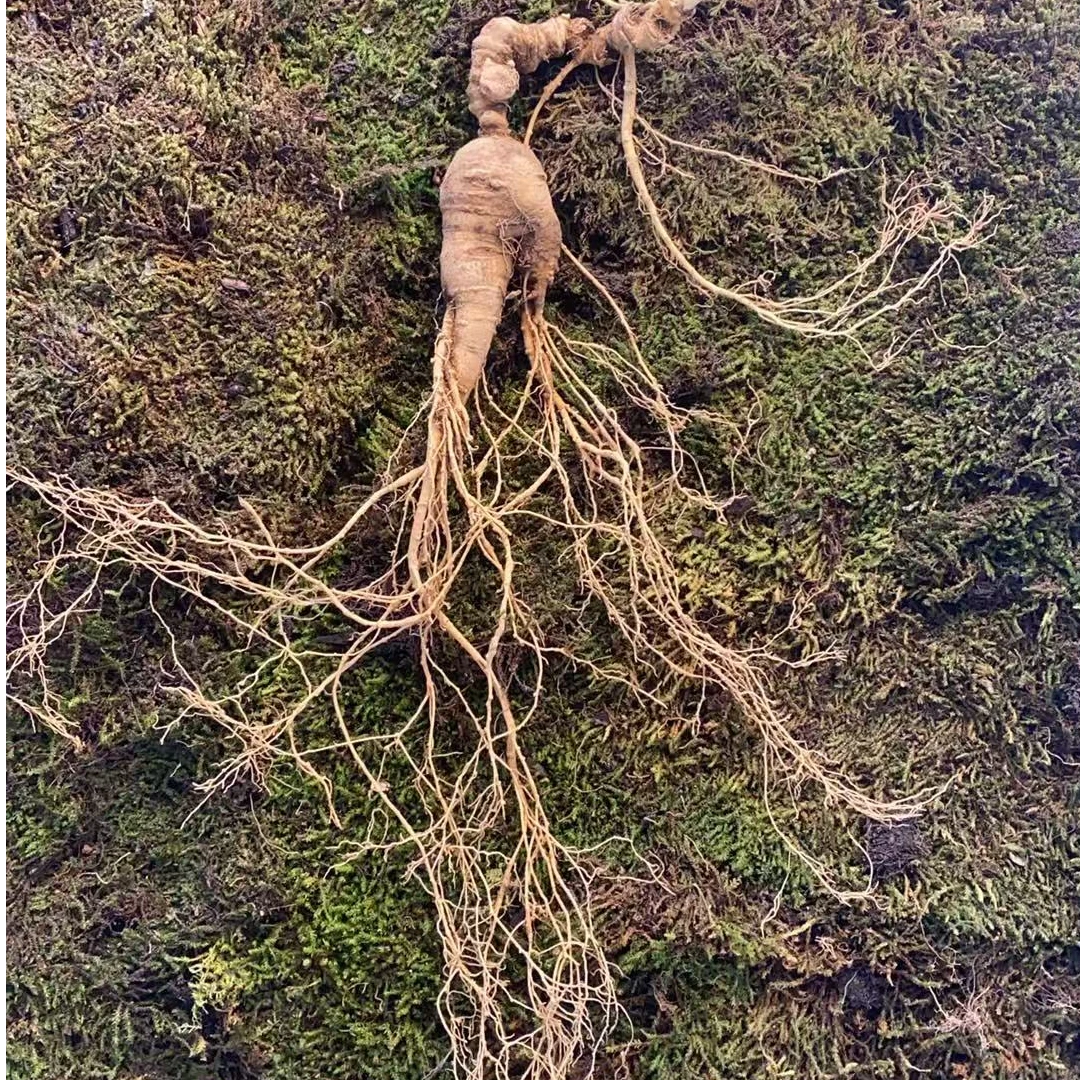 新鲜桓仁林下山参足年老货可煲汤泡酒煮茶的滋补中药材