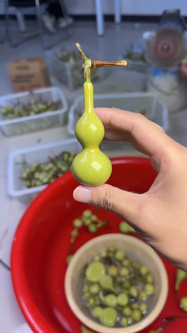 秋***盏文玩葫芦摆件手把件天津嘴