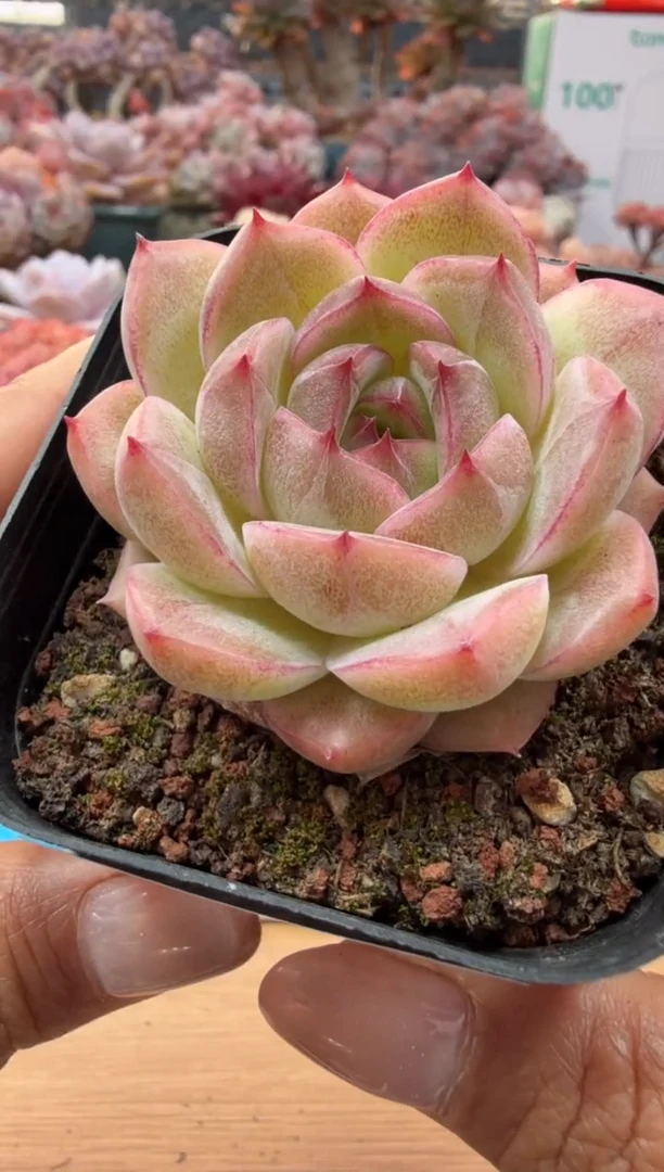 东云多肉园二店-39