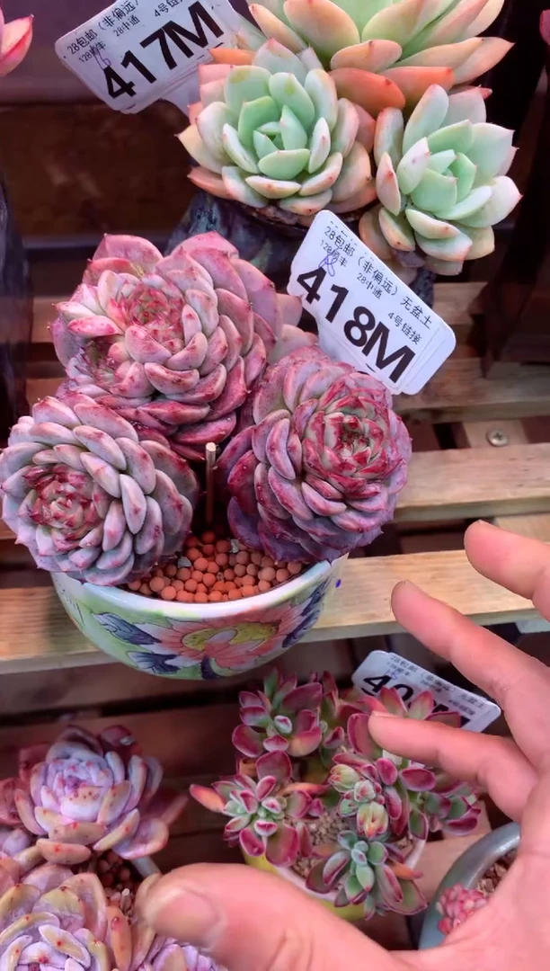 418M（一物一拍，精品多肉，所见即所得 ）