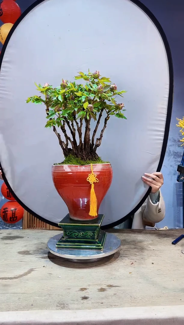 【闪购商品】盆景牡丹