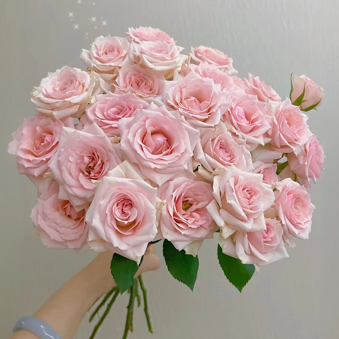 【秦小胖】星悦宝贝多头玫瑰（注意：特殊花材，收到带包装醒花）