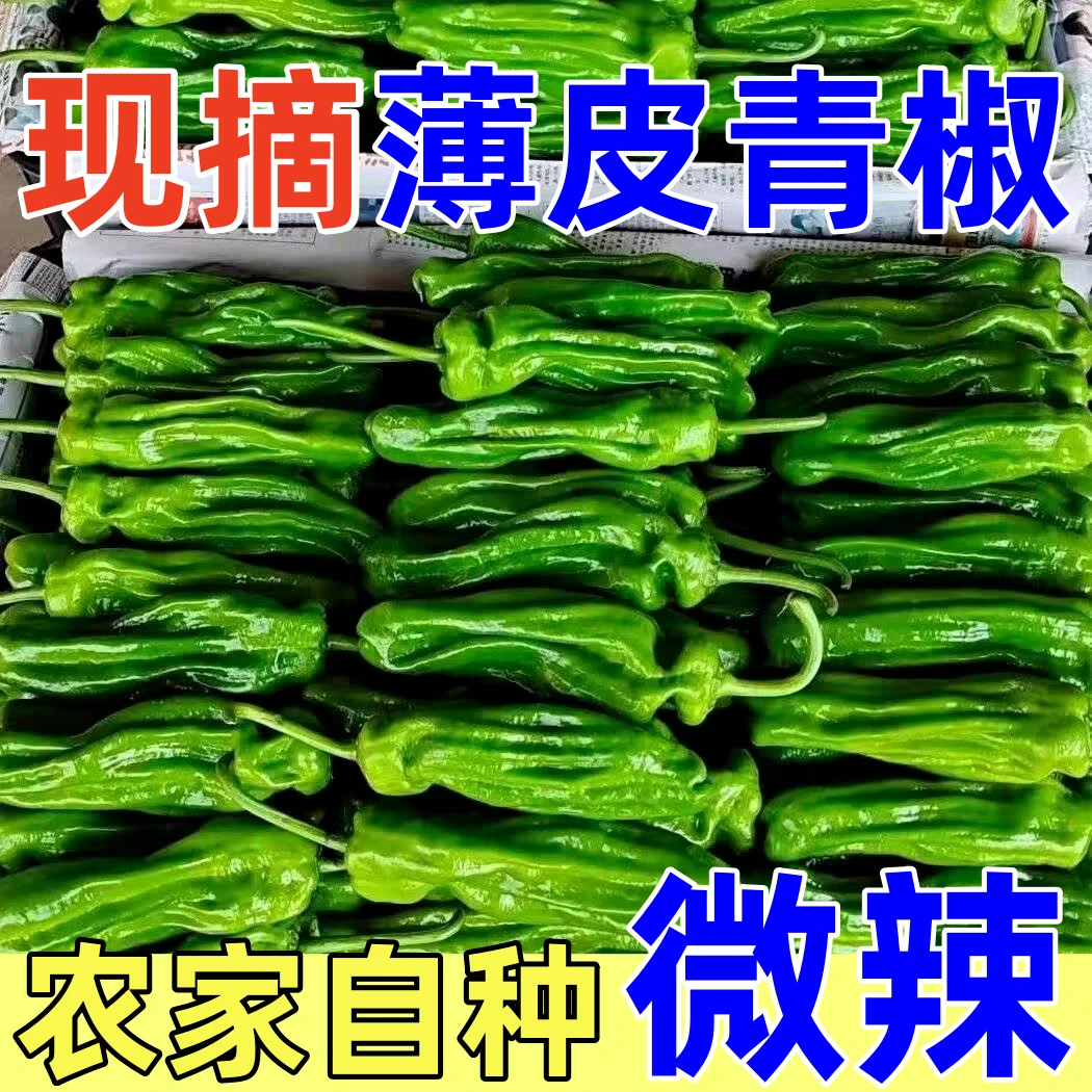 微辣薄皮青椒芜湖椒不辣苏椒虎皮椒菜椒农家自种露天辣椒产地现摘