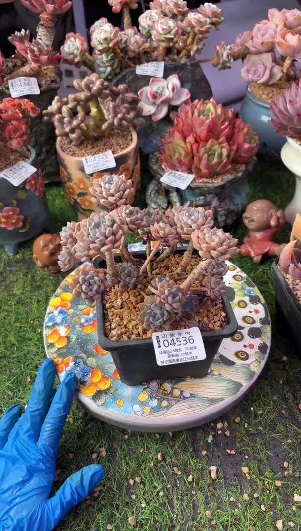 昆明印象多肉04536