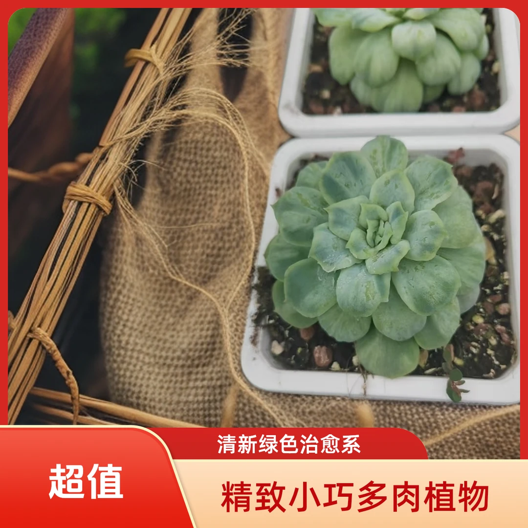 正版泡泡纱裙多肉植物盆栽品种好养适合办公室阳台