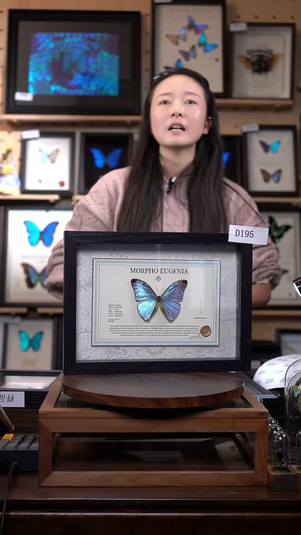 蝴蝶标本摆件竞拍悠哉闪蝶D195