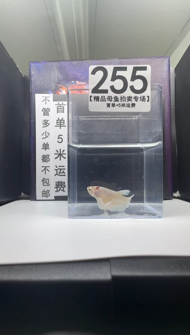 斗鱼母鱼编号：255