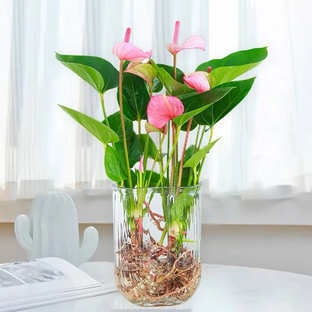 粉掌水培四季常青开花绿植水培花卉盆栽室内客厅卧室好养易活