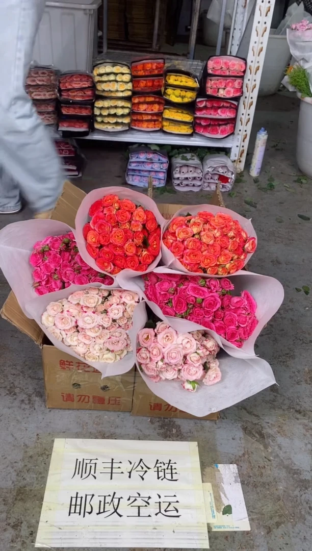 折射10枝+苏菲10枝+爱丽丝10枝