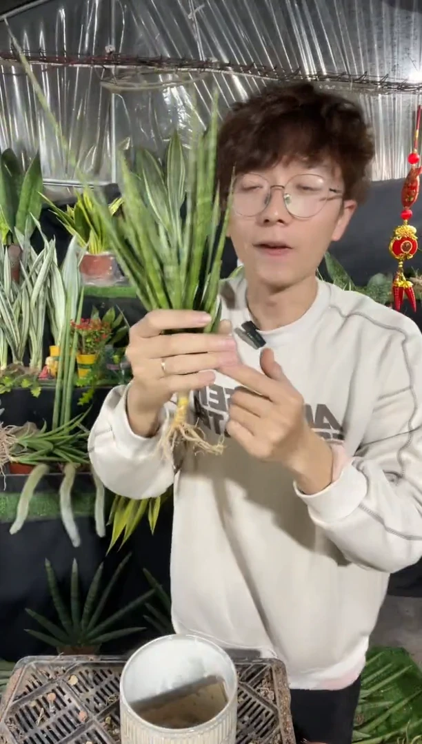 【闪购商品】狐狸尾裸根8.8