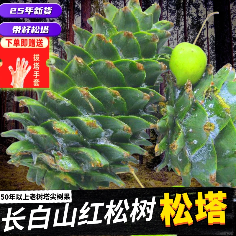 【东北长白山新鲜松塔（带籽松塔）】红松松果松鼠口粮摆件均可