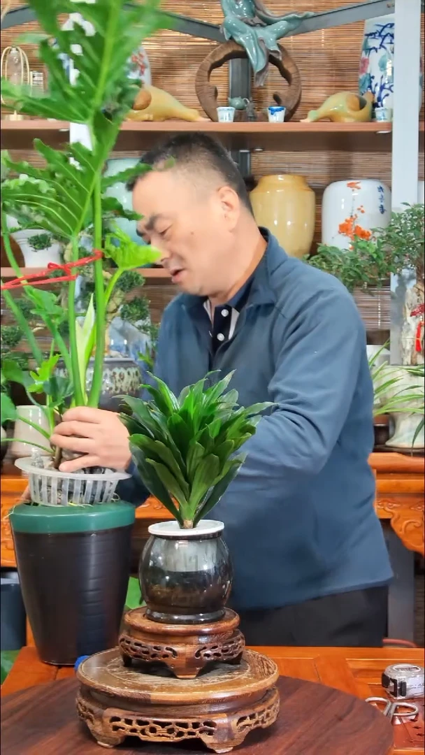 无花朵莱水之韵水培太阳神