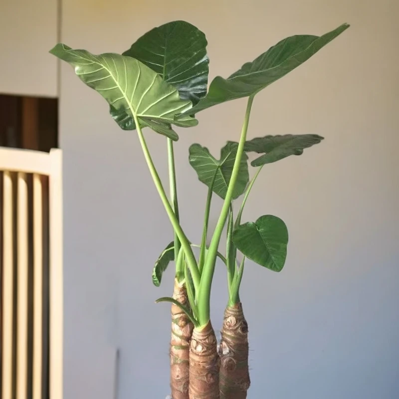 绿植醛又名巨型培育结果霸王芋造型吸吸气水培滴水观音办公室海芋