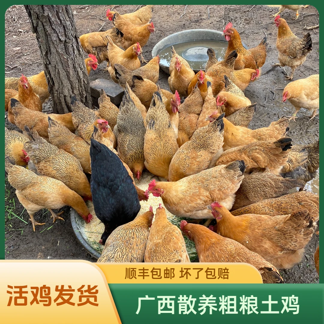 活鸡发货 母鸡土项鸡广西散养五谷粗粮土鸡 顺丰包邮