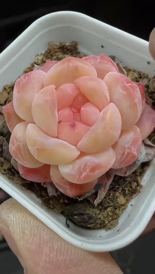 【闪购商品】一物一拍0216—409