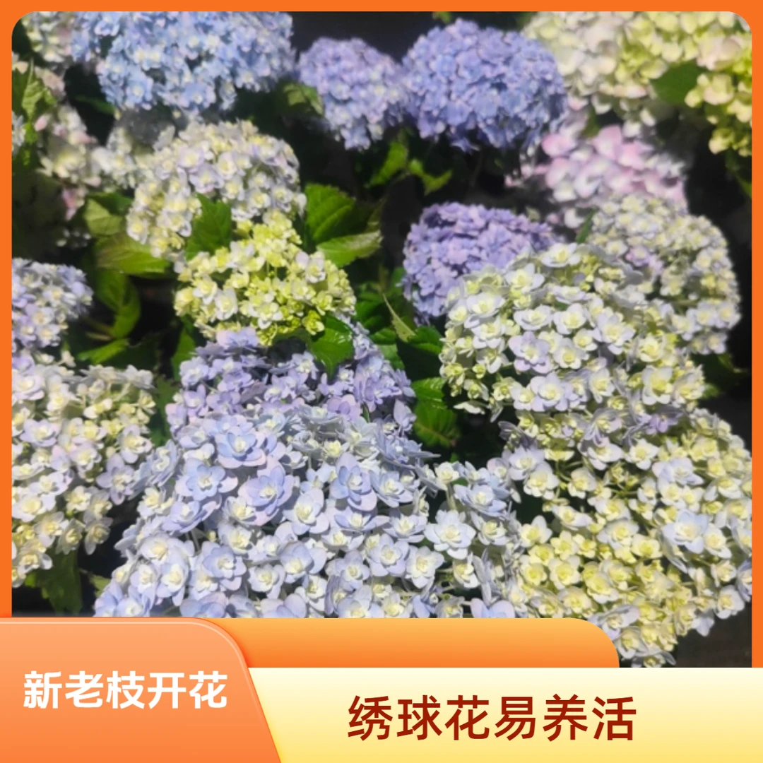 【花手鞠】云南露天绣球阳台庭院易养护