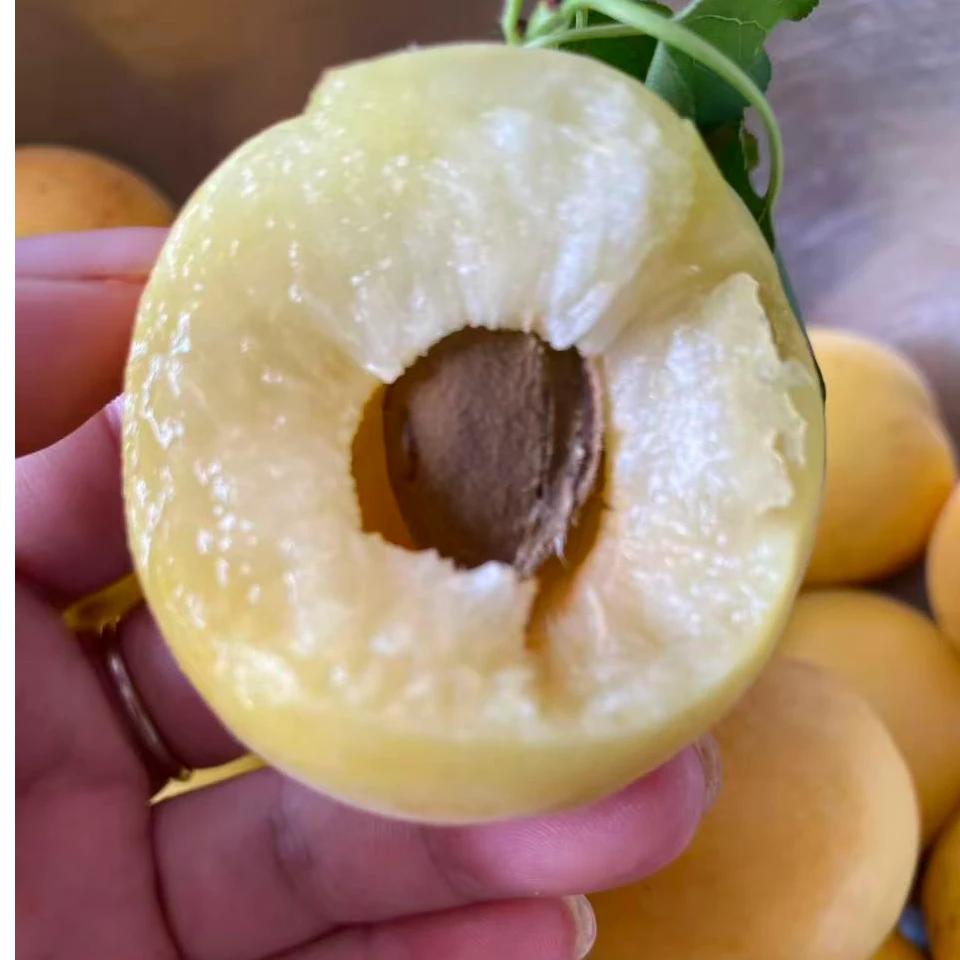 香白杏树苗基地直发