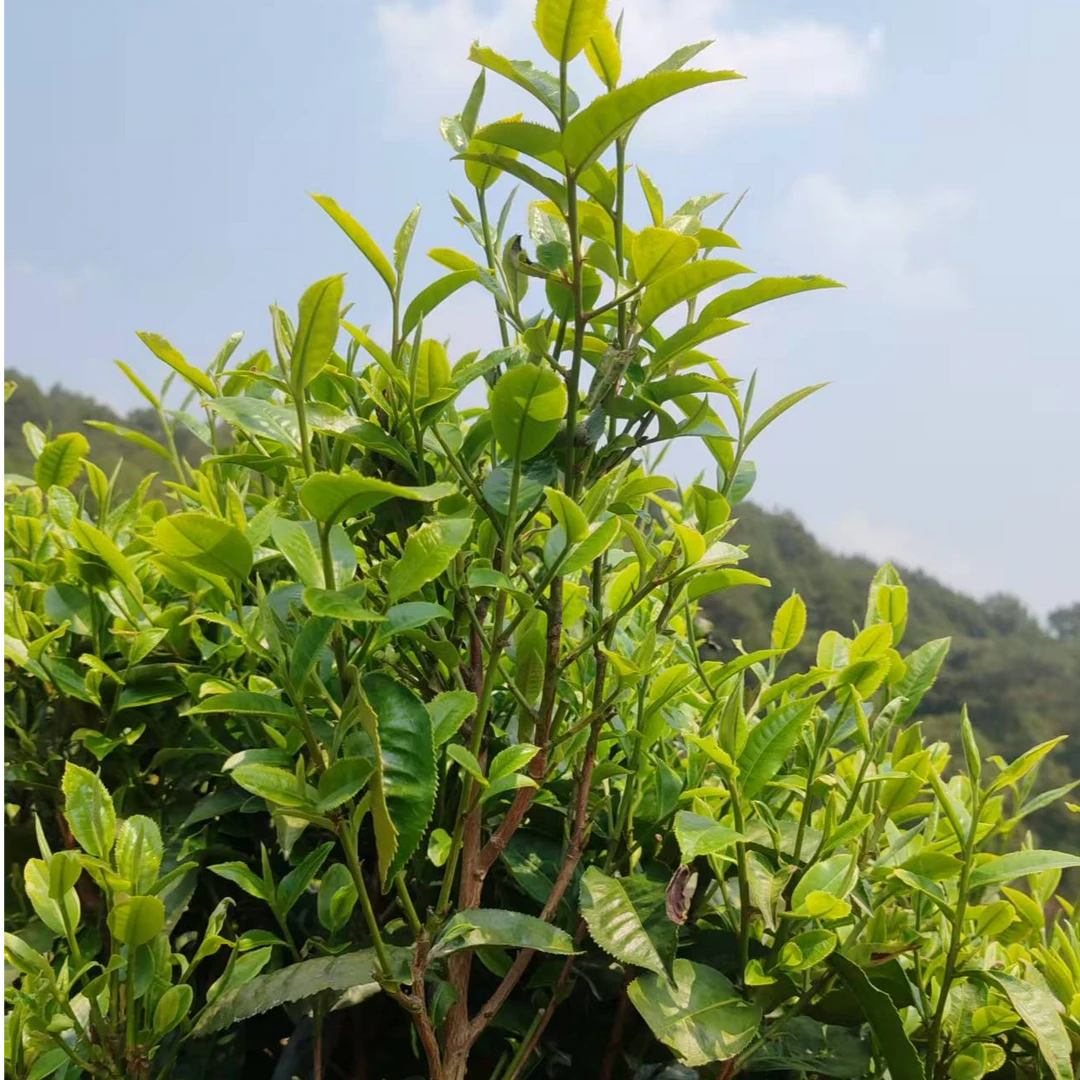 老品种小树500克