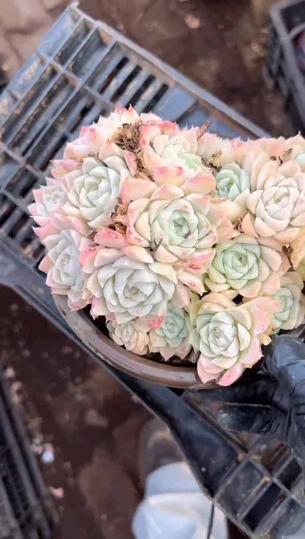 阳**平多肉植物一物一拍27352