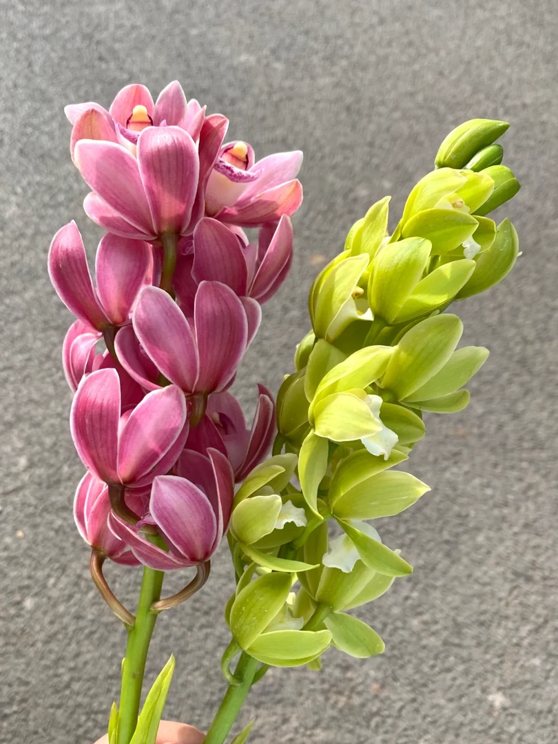 年宵花大花蕙兰鲜切花云南鲜花基地直发春节插花水养半开发货清香