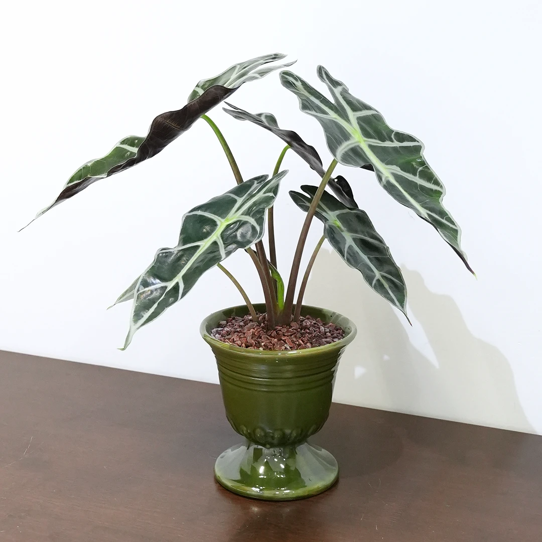 绿罗马盆大仙女海芋皮革质感植物盆栽室内客厅阳台绿植盆景