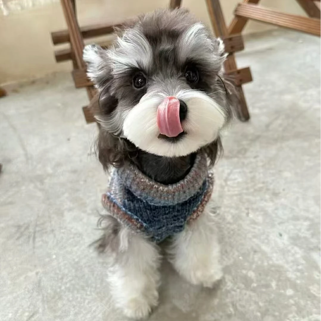 尚宠【雪纳瑞小屋】雪纳瑞狗狗活体通用链接-SC-003