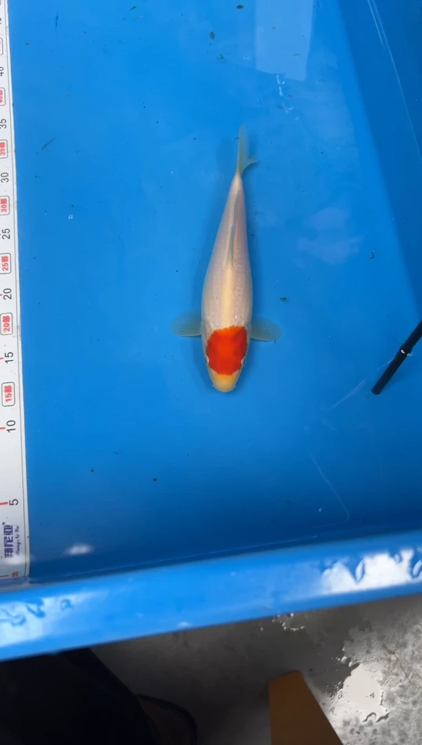 锦鲤54号锦鲤鱼 丹顶 25公分