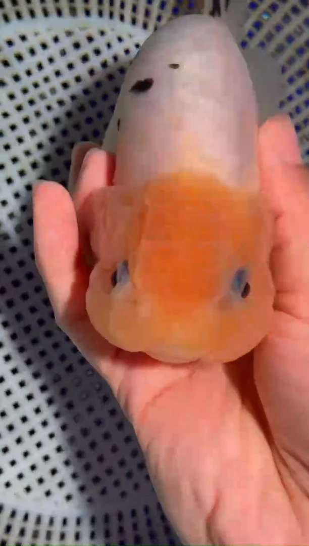 金鱼（运费自理，马印灯照射）福州追鱼兰寿金鱼