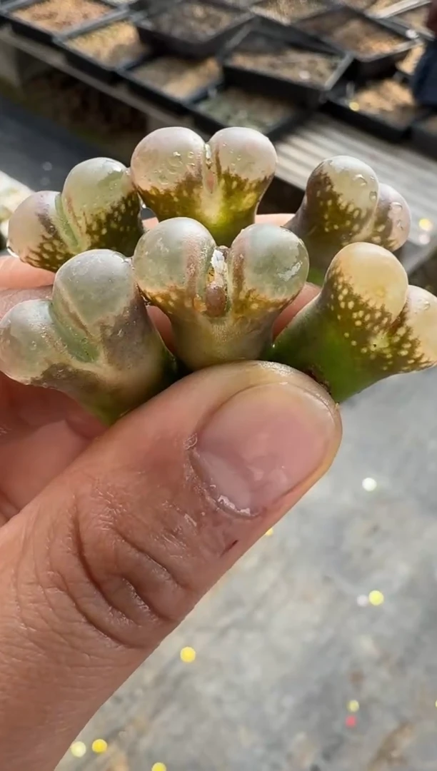 【闪购商品】17-42·pnsp风铃一颗